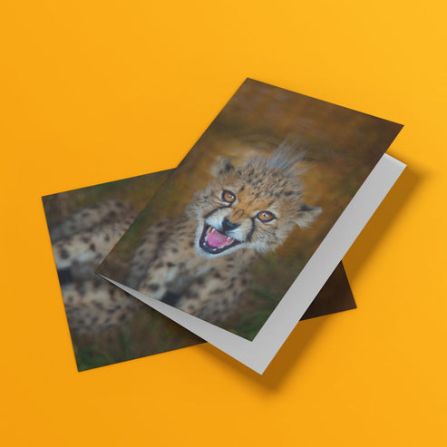 Born Free Cheetah Cub Greeting Cards - Pack of 6