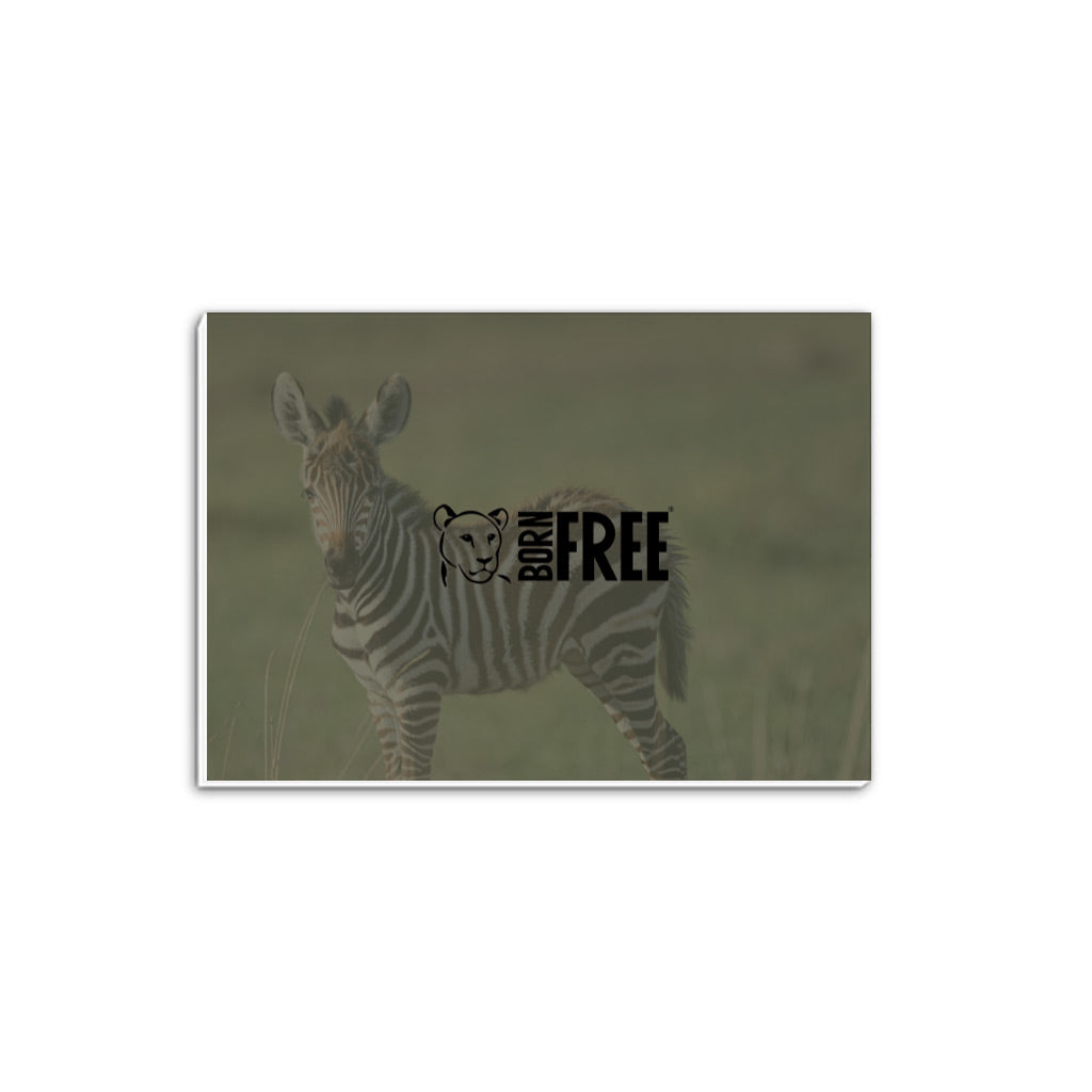 New Beginnings Zebra Foal A5 Notepad by George Logan