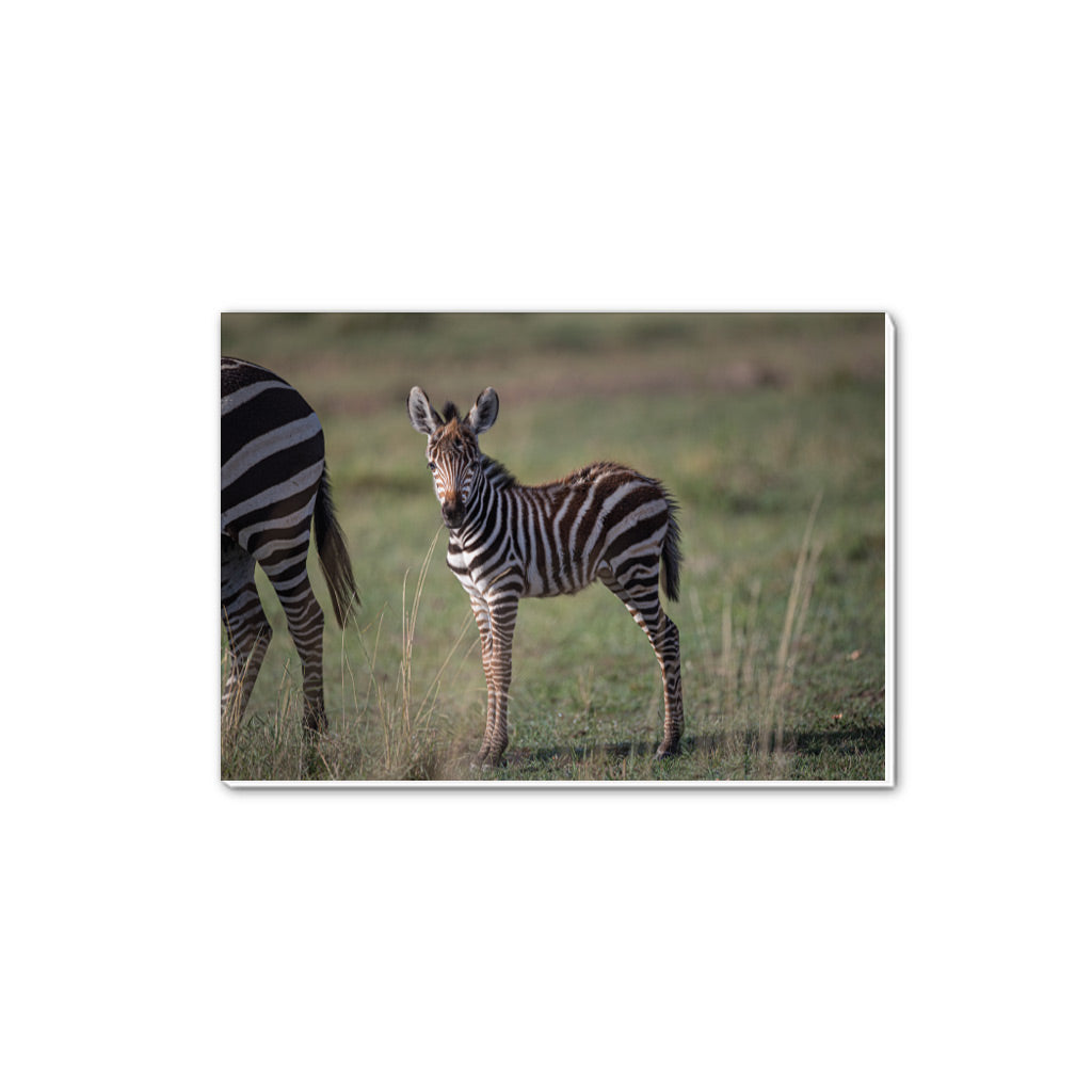 New Beginnings Zebra Foal A5 Notepad by George Logan