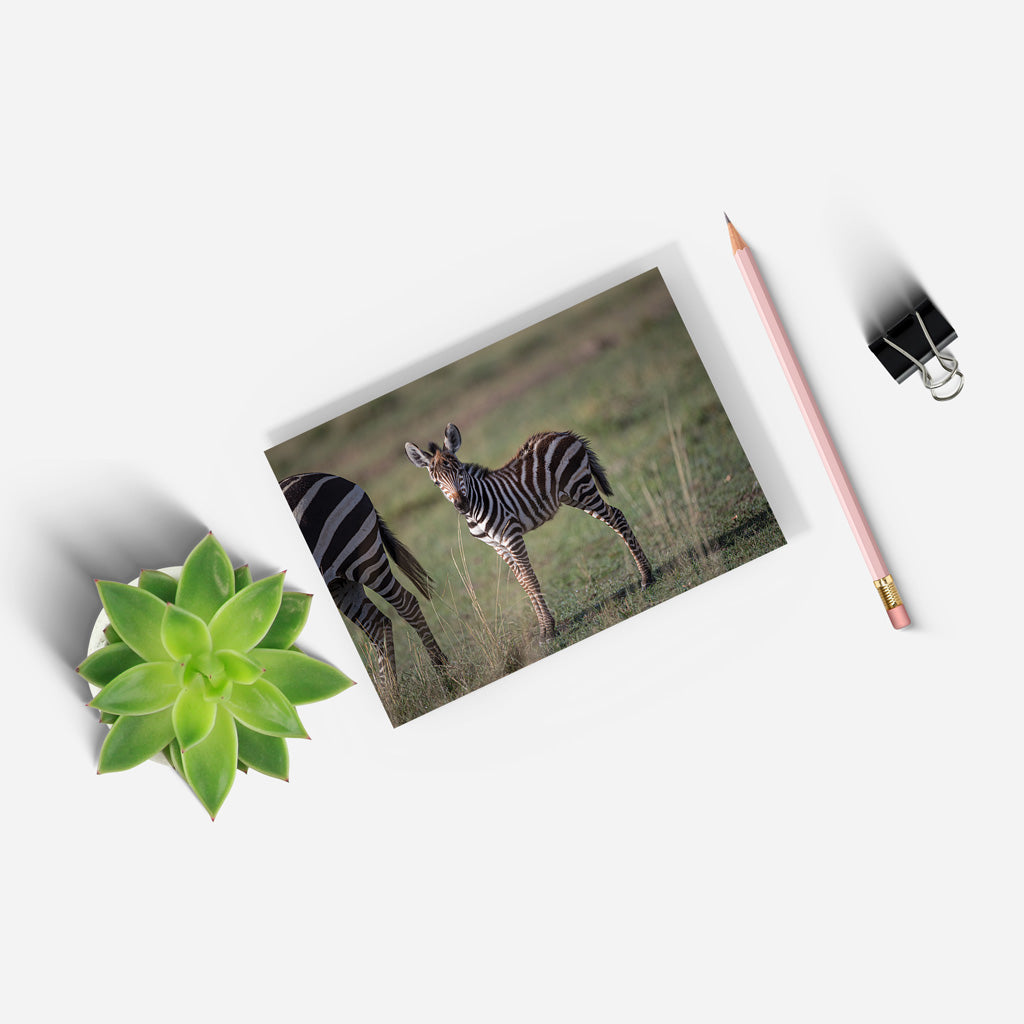 New Beginnings Zebra Foal A5 Notepad by George Logan