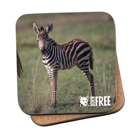 Born Free Zebra Foal Coaster