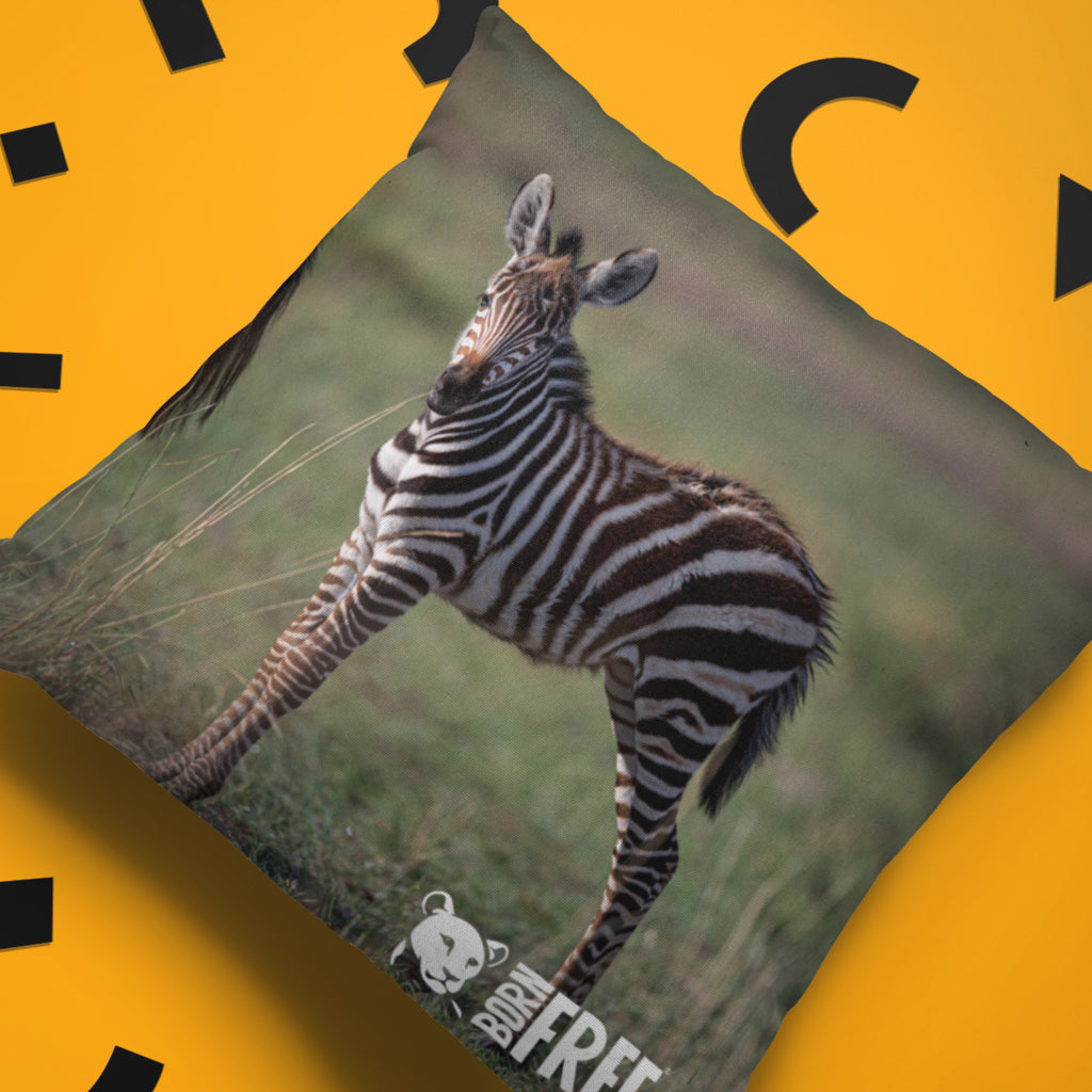 New Beginnings Zebra Foal Organic Cushion by George Logan