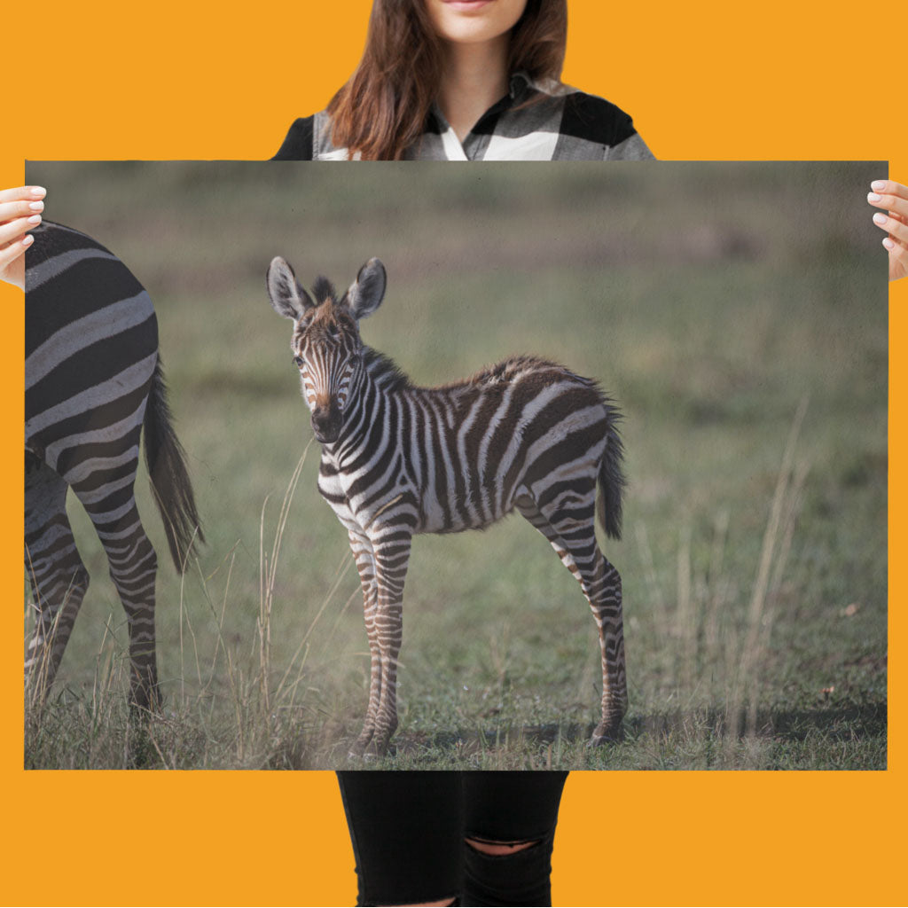 New Beginnings Zebra Foal Art Print by George Logan