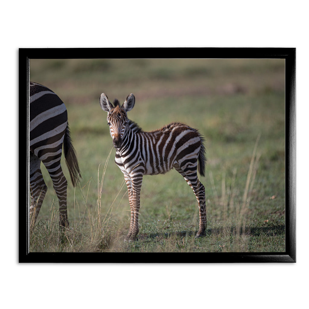 New Beginnings Zebra Foal Art Print by George Logan