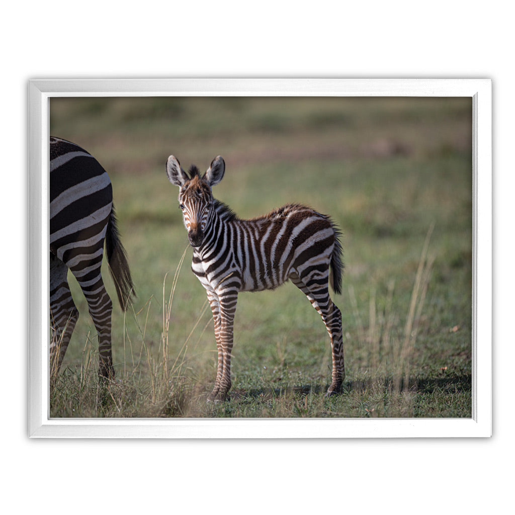 New Beginnings Zebra Foal Art Print by George Logan