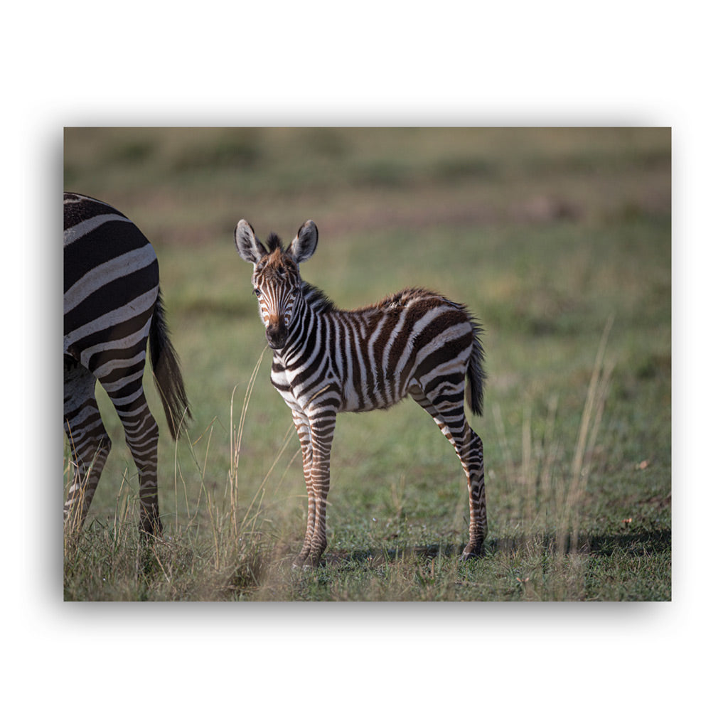 New Beginnings Zebra Foal Art Print by George Logan