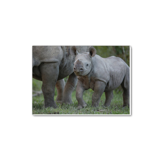 New Beginnings Rhino Calf A5 Notepad by George Logan