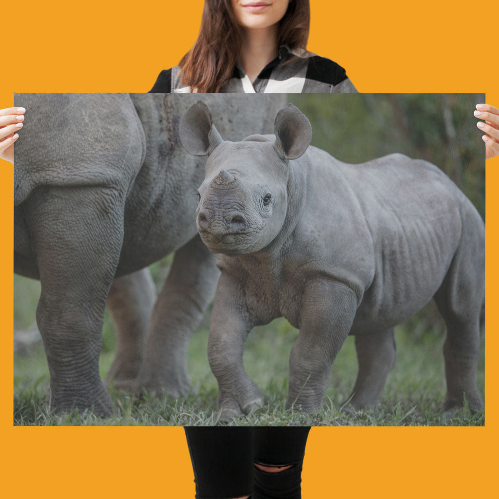 New Beginnings Rhino Calf Art Print by George Logan