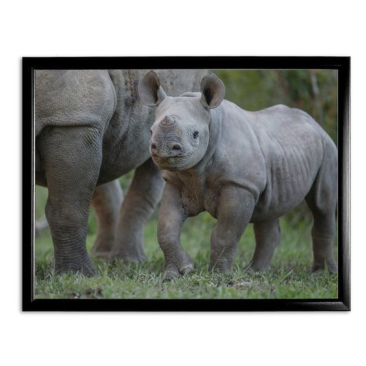 New Beginnings Rhino Calf Art Print by George Logan