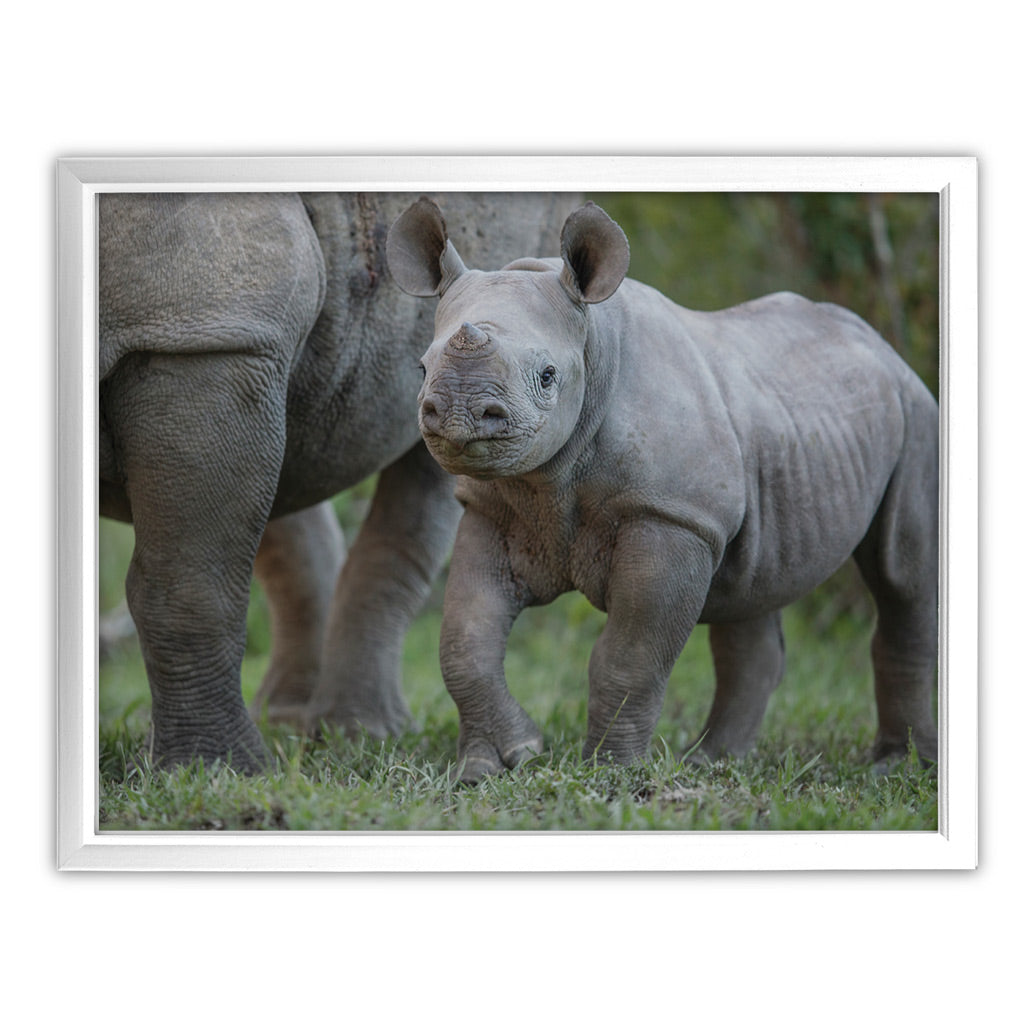 New Beginnings Rhino Calf Art Print by George Logan