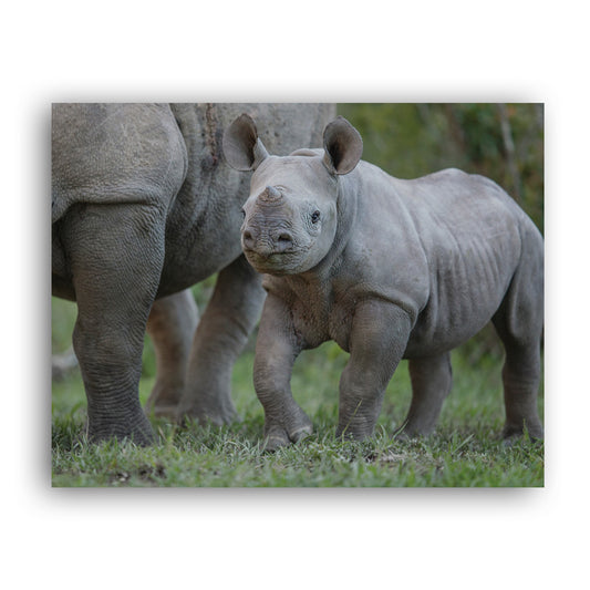 New Beginnings Rhino Calf Art Print by George Logan