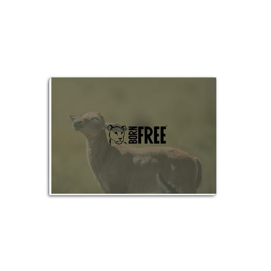 Born Free Impala Calf A5 Notepad