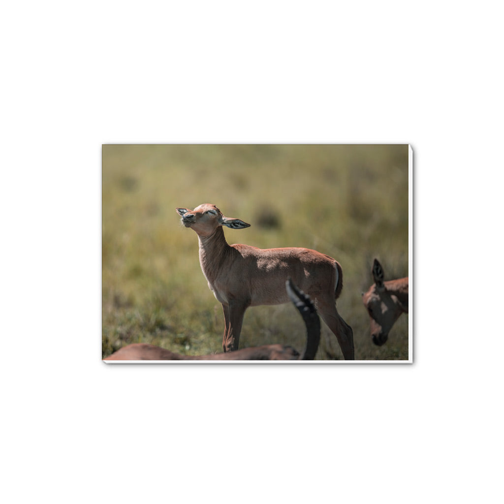 New Beginnings Impala Calf A5 Notepad by George Logan