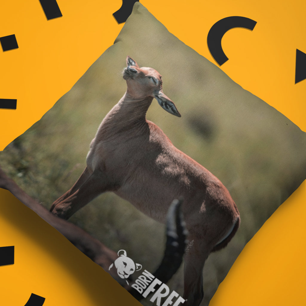 New Beginnings Impala Calf Organic Cushion by George Logan