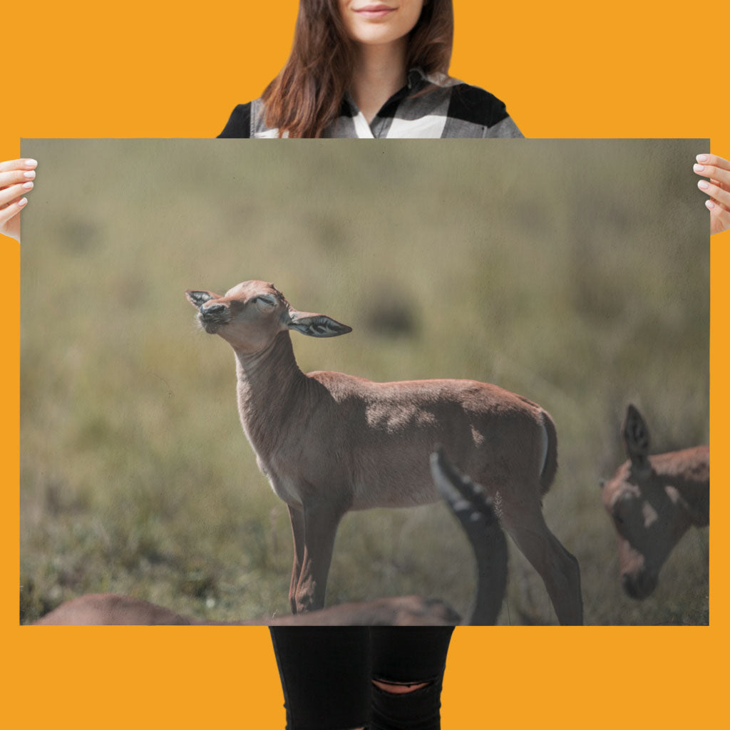 New Beginnings Impala Calf Art Print by George Logan