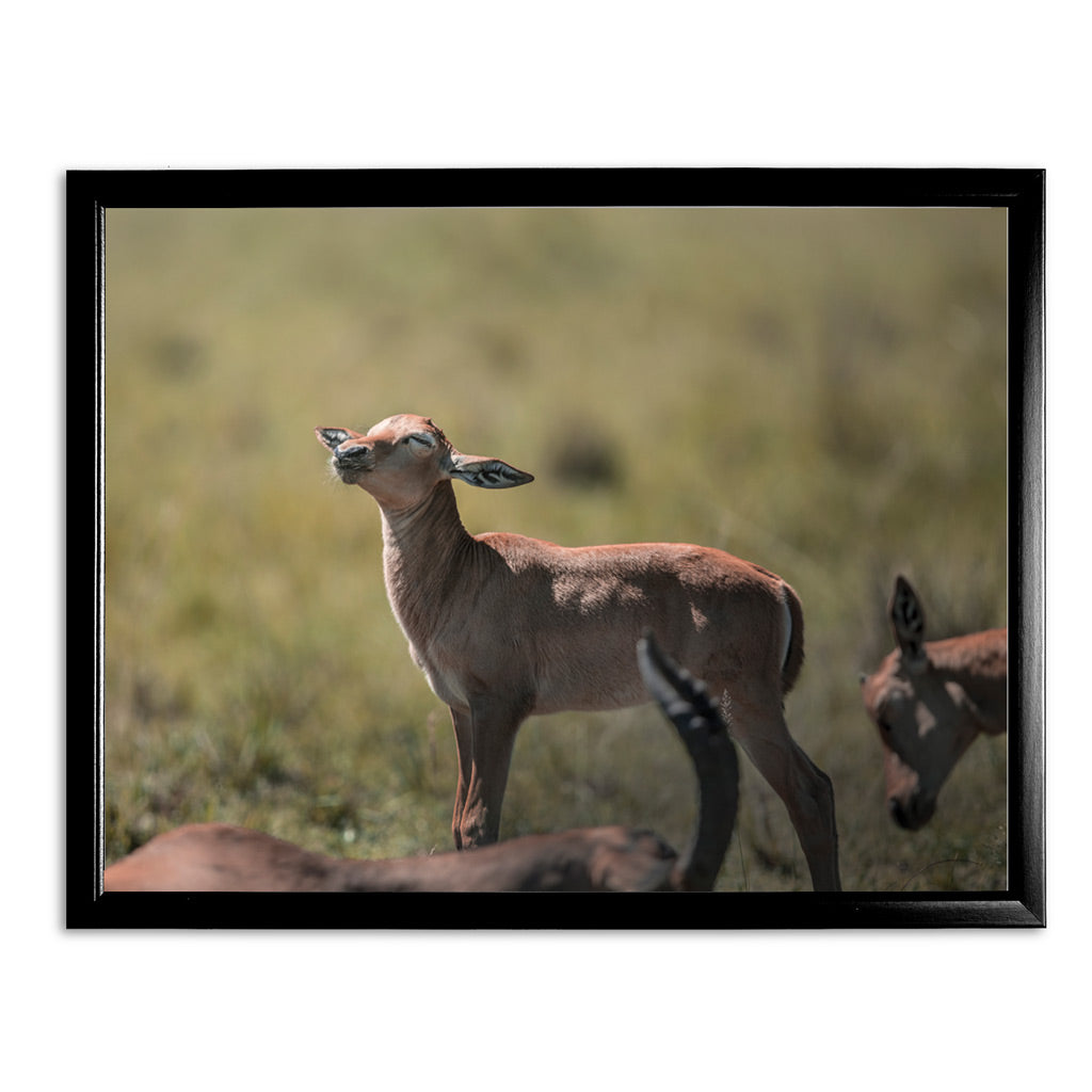 New Beginnings Impala Calf Art Print by George Logan