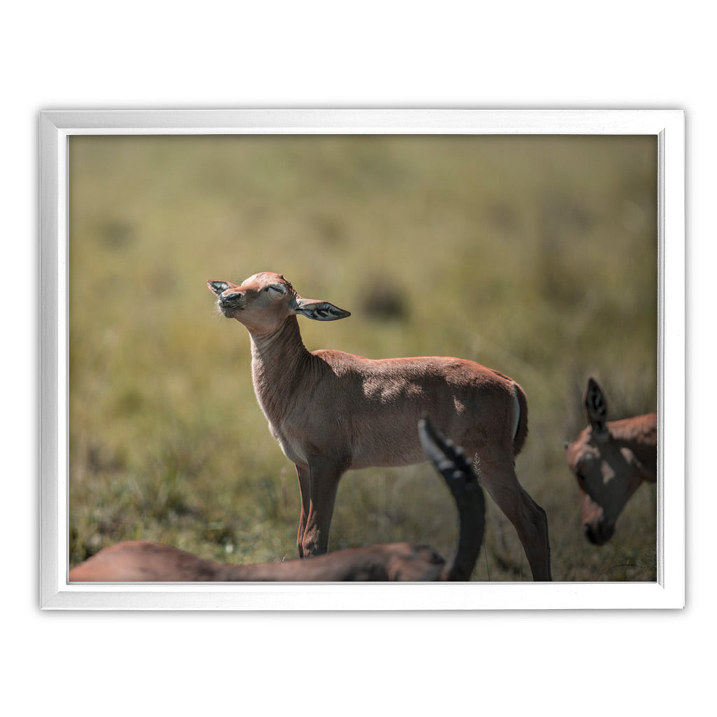 New Beginnings Impala Calf Art Print by George Logan