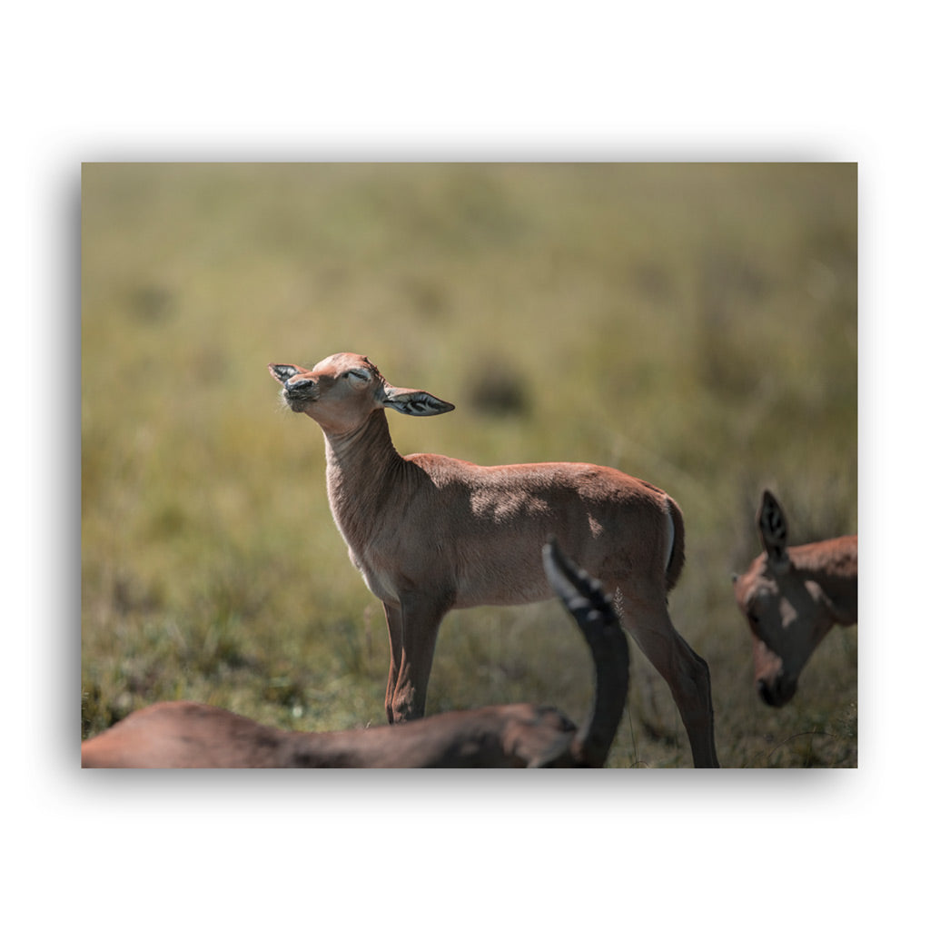 New Beginnings Impala Calf Art Print by George Logan