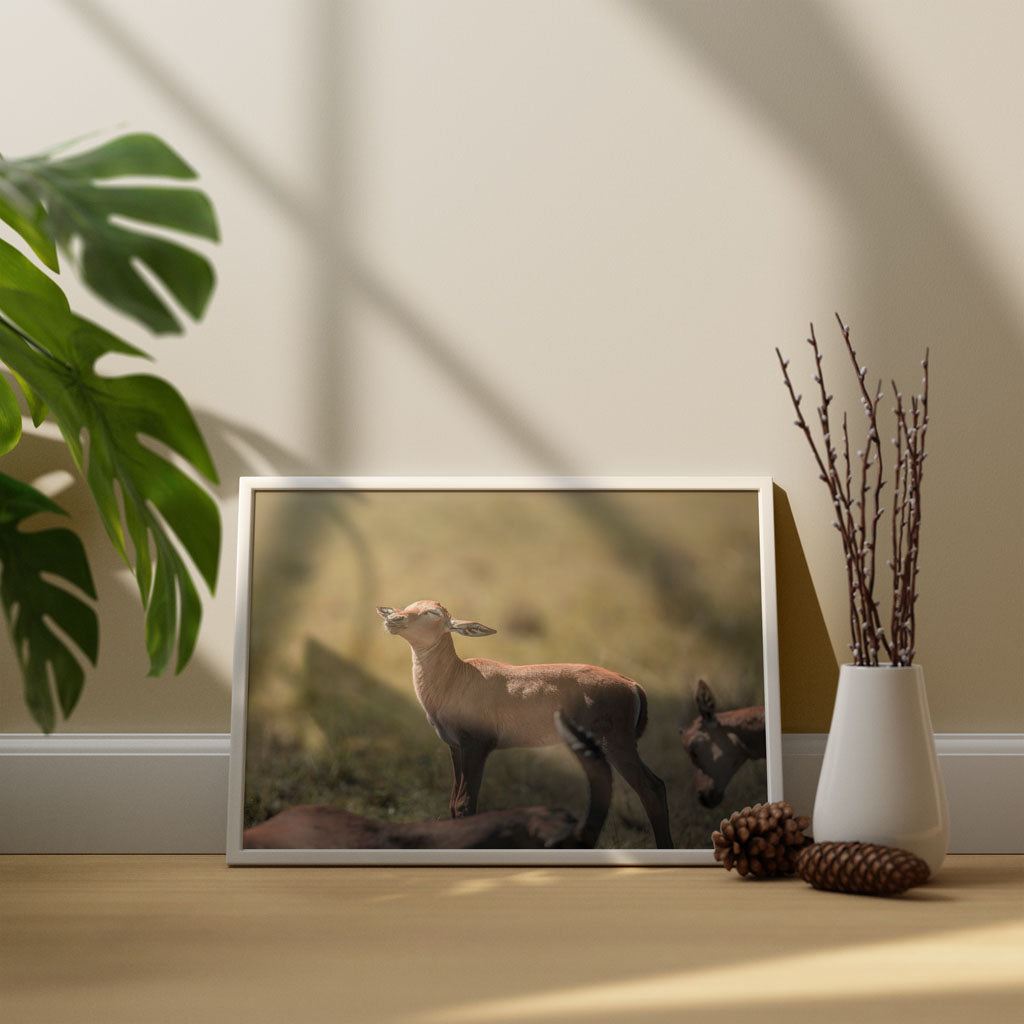 New Beginnings Impala Calf Art Print by George Logan