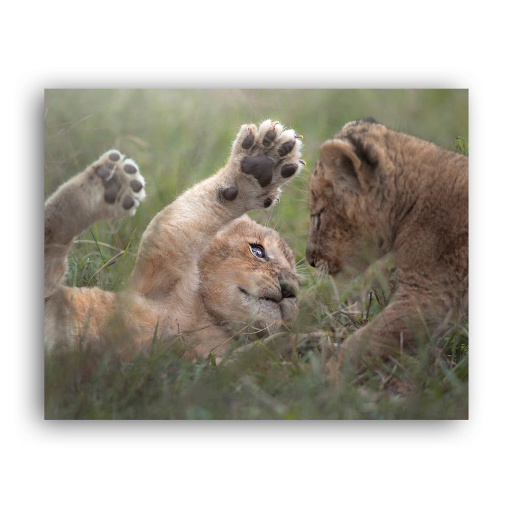 New Beginnings Lion Cubs Art Print by George Logan