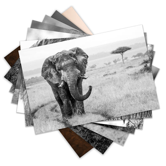 Africa's Giants Postcard Variety Pack by Will Travers - Pack of 8