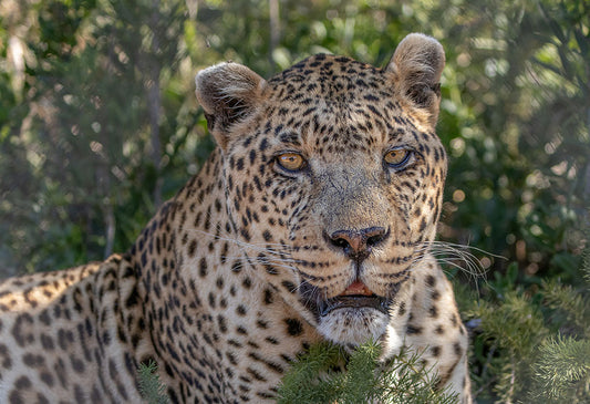 Big Cat Food Pack – Virtual Gift