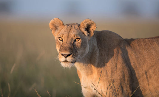 Environmental Club Student Support - Virtual Gift