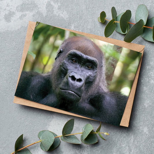 Kamaya the Silverback Greeting Cards Pack of 6 by Dave Currey