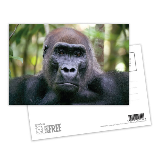 Kamaya the Silverback Postcard Pack of 8