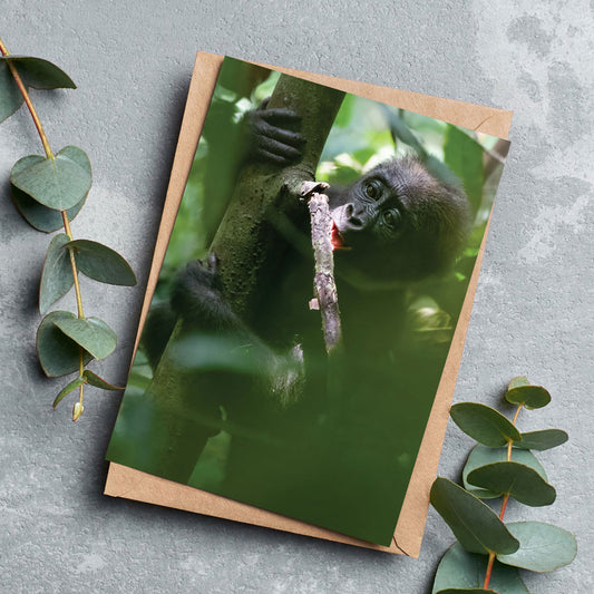 Baby chewing a small branch Greeting Cards Pack of 6 by Dave Currey