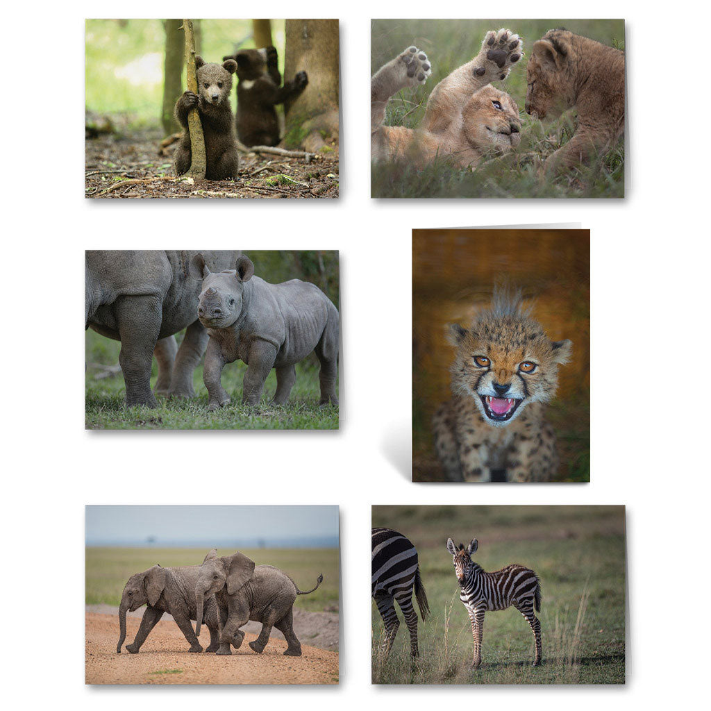 Born Free New Beginnings Christmas Cards - Pack of 12