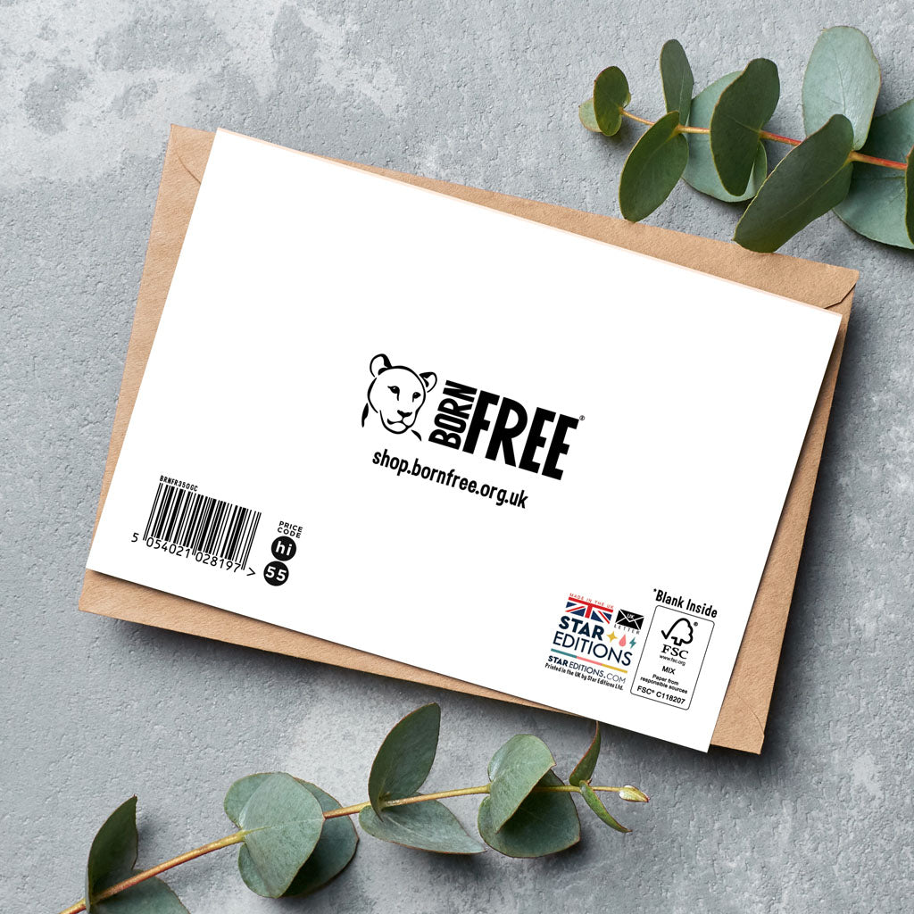 Born Free Rhino Calf Greeting Cards - Pack of 6