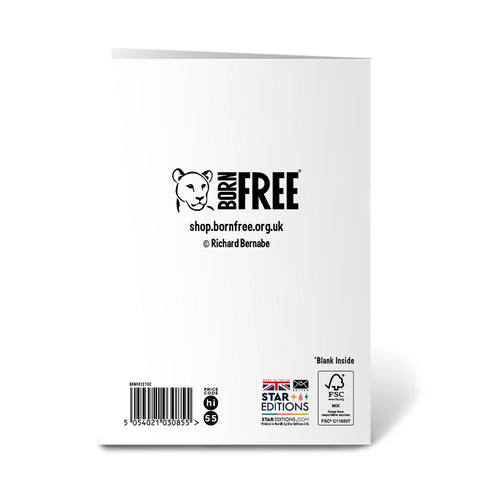 Down Shift - Bear Greeting Cards - Pack of 6 by Richard Bernabe