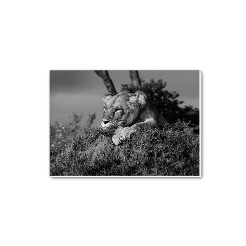 Lioness Black and White A5 Notepad - Born Free Photography