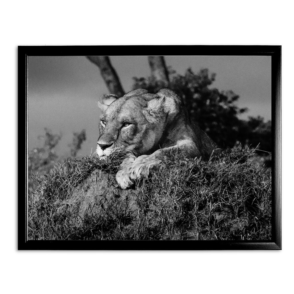 Lioness Black and White Art Print - Born Free Photography