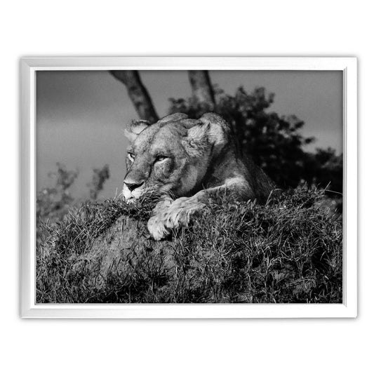 Lioness Black and White Art Print - Born Free Photography