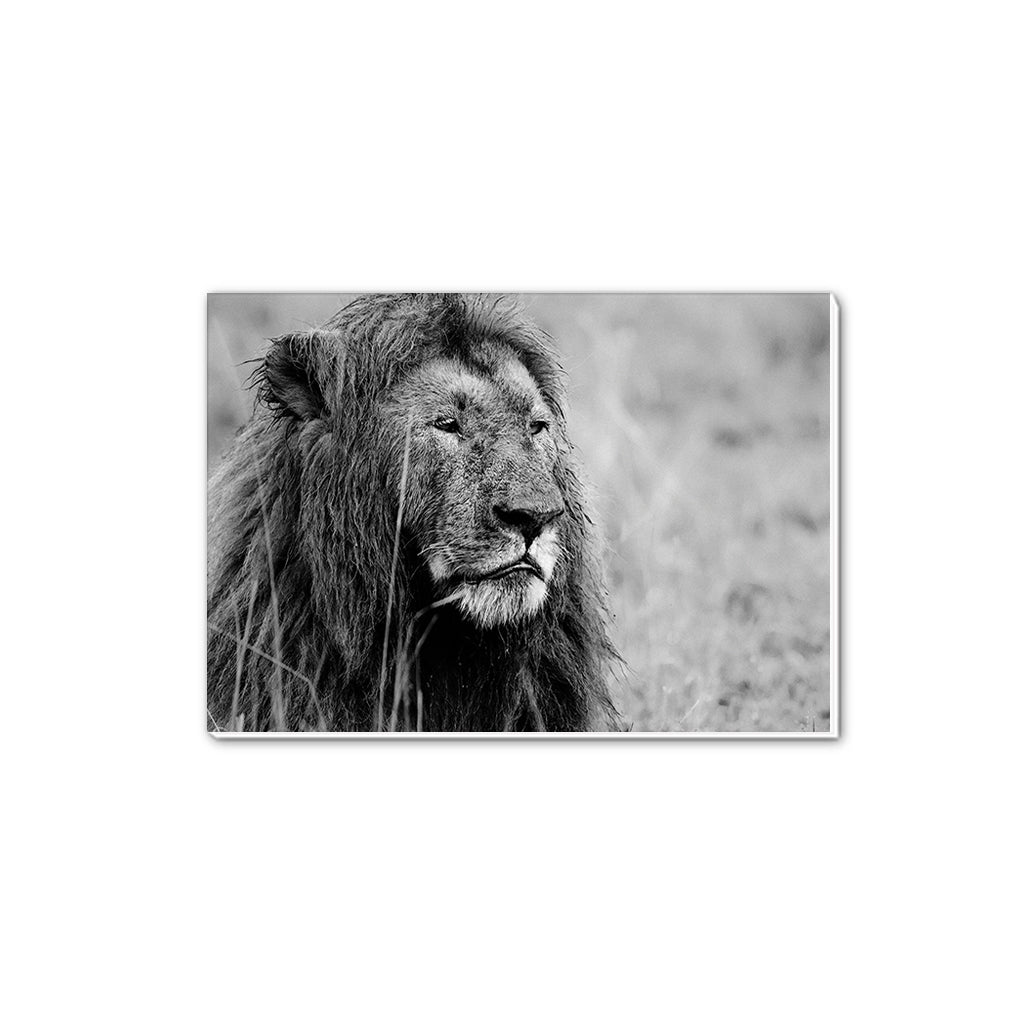 Proud Lion Black and White A5 Notepad - Born Free Photography
