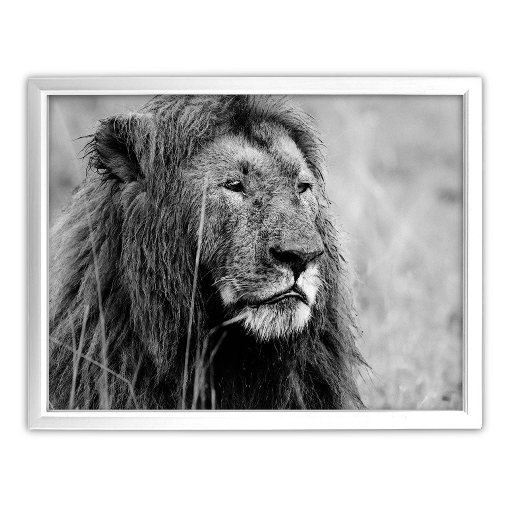 Proud Lion Black and White Art Print - Born Free Photography