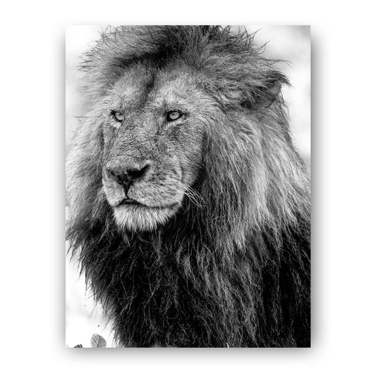 Handsome Lion Black and White Art Print - Born Free Photography