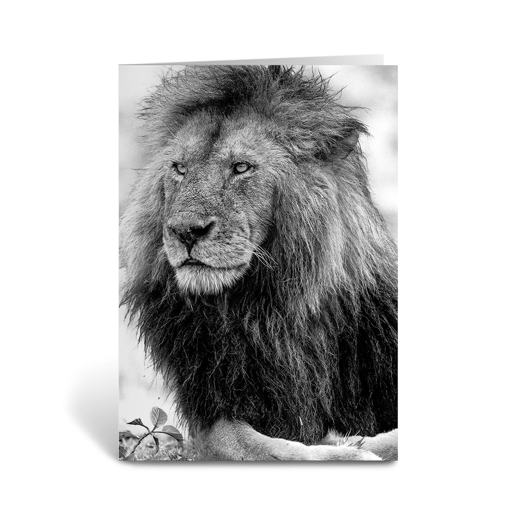 Handsome Lion Black and White Greeting Cards - Pack of 6