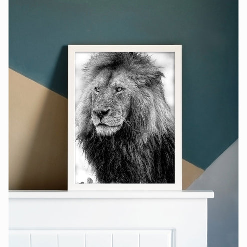Handsome Lion Black and White Art Print - Born Free Photography
