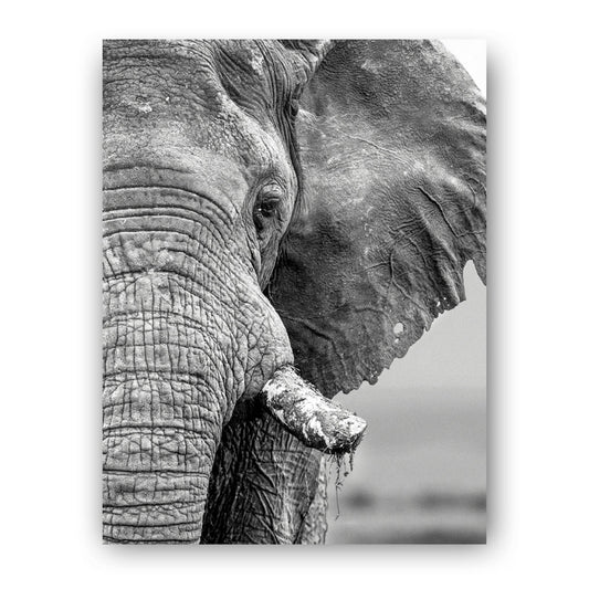 African Elephant Black and White Art Print - Born Free Photography