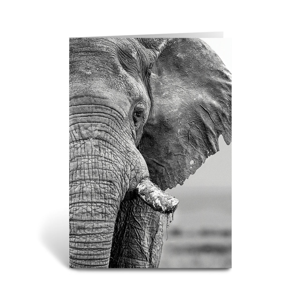 African Elephant Black and White Greeting Cards - Pack of 6