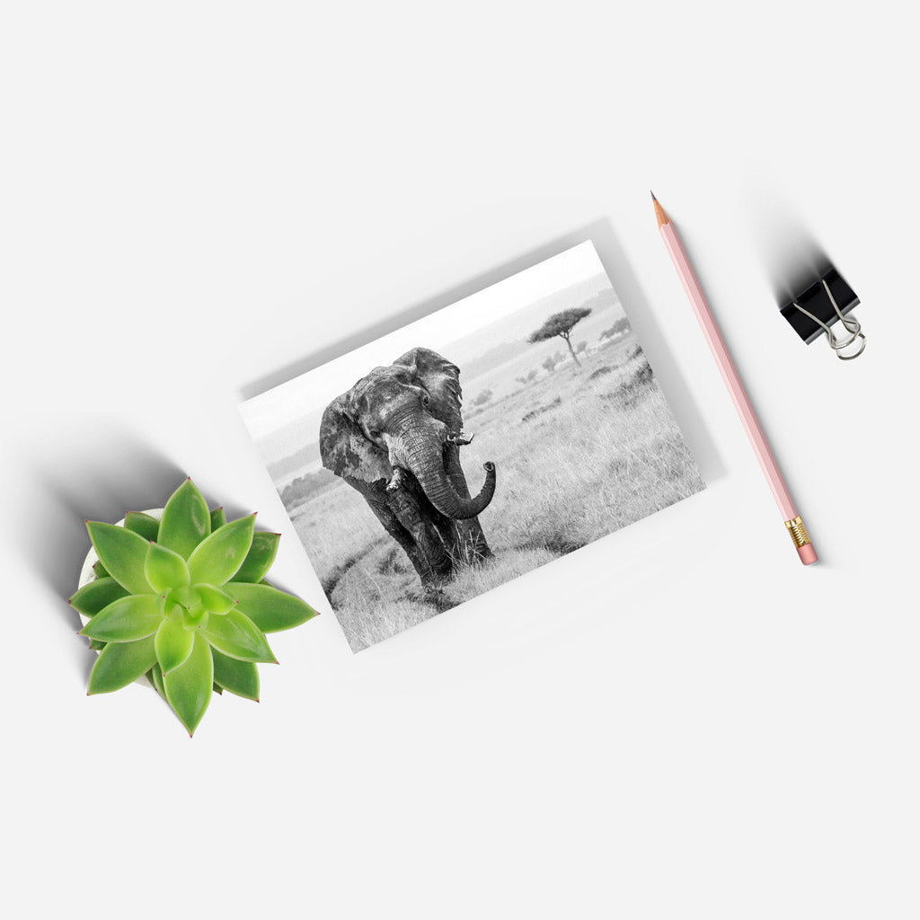 Elephant in the Wild Black and White A5 Notepad - Born Free Photography