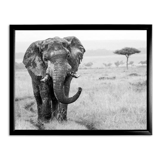 Elephant in the Wild Black and White Art Print - Born Free Photography