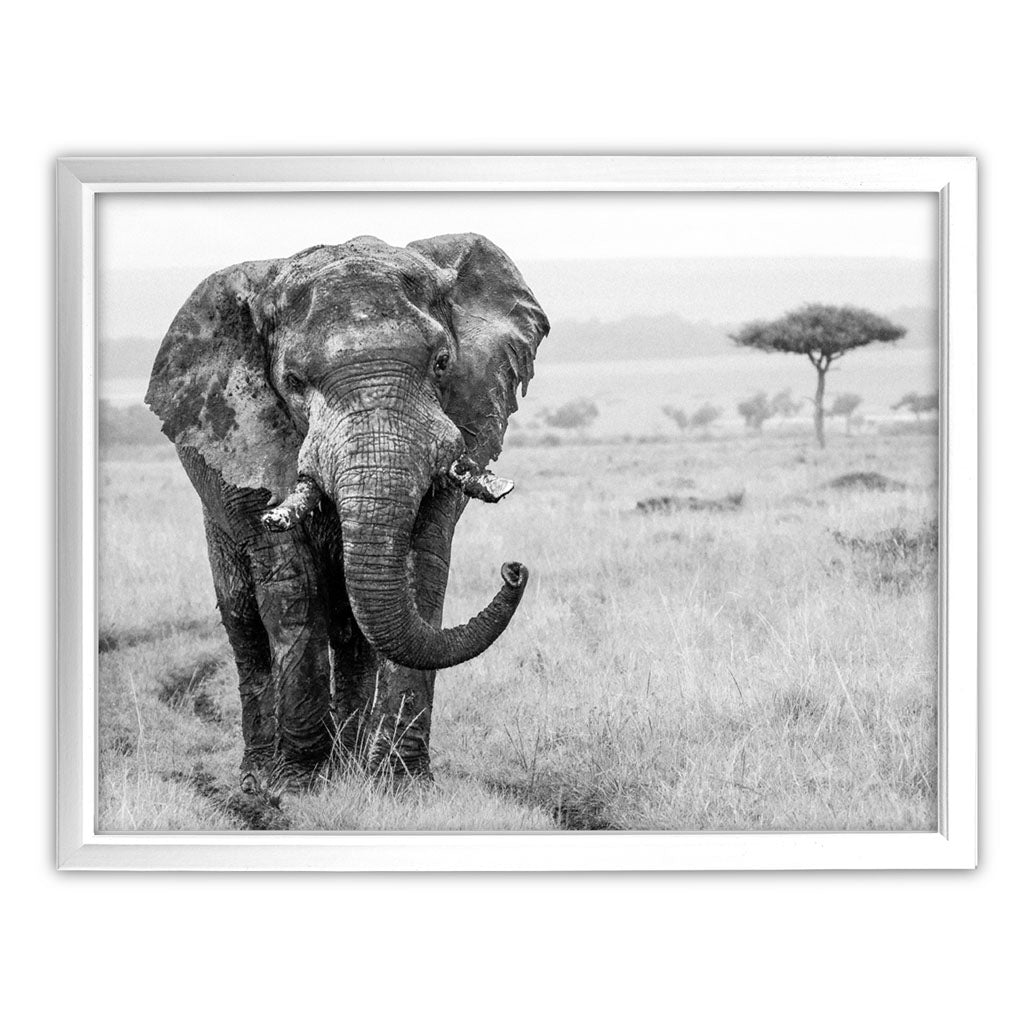 Elephant in the Wild Art Print by Will Travers