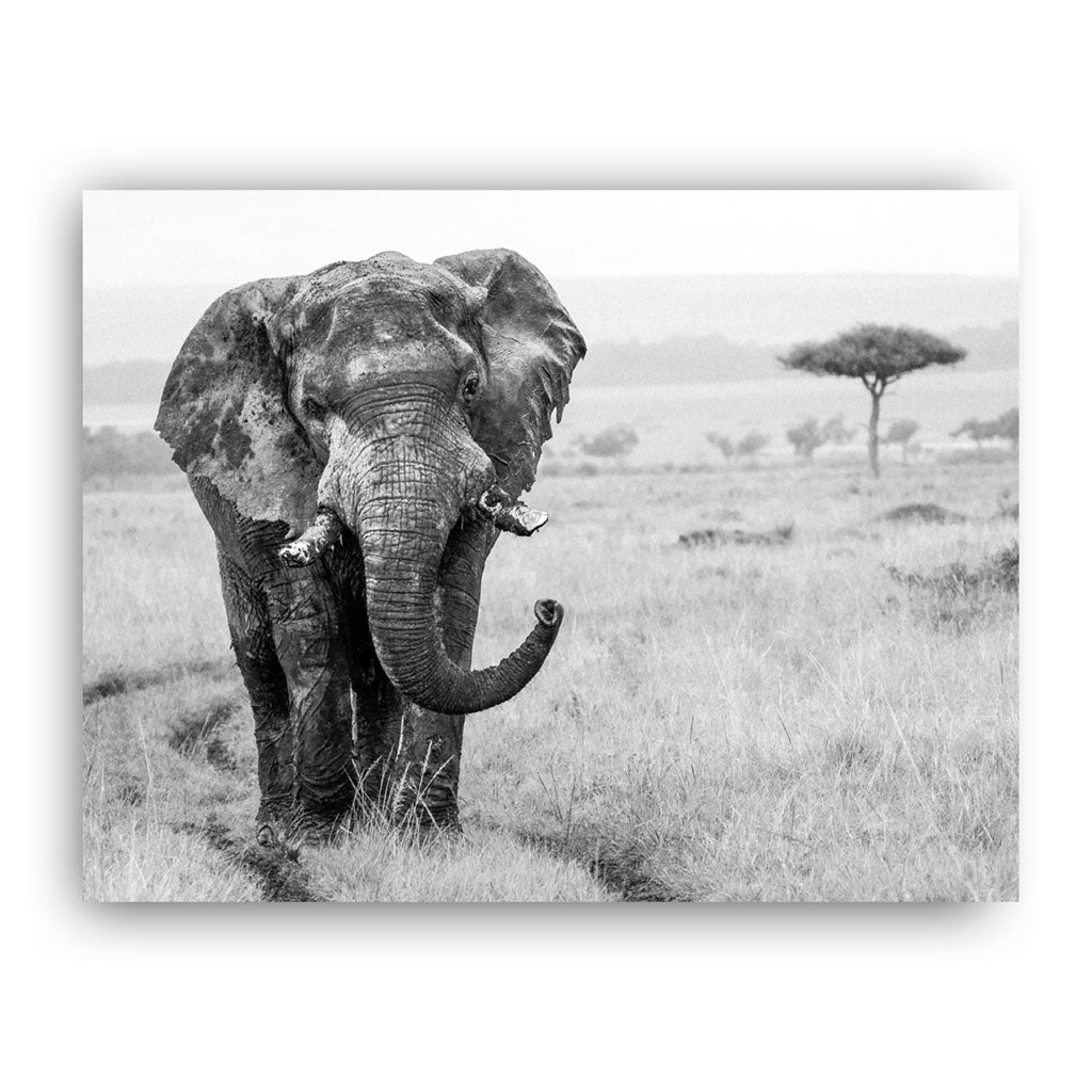 Elephant in the Wild Art Print by Will Travers