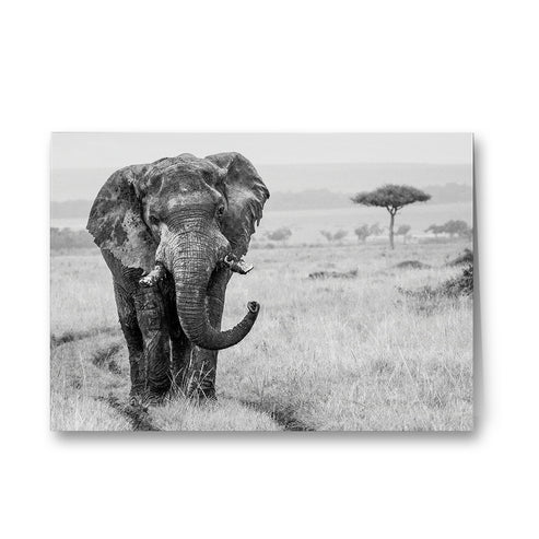 Elephant in the Wild Black and White Greeting Cards - Pack of 6