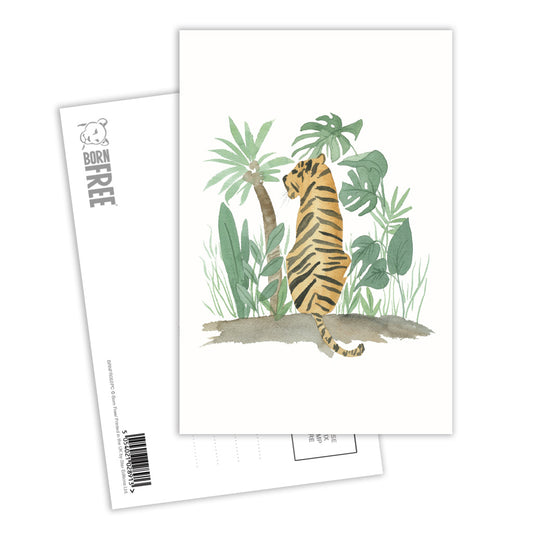 Jungle Tiger Postcard Pack of 8