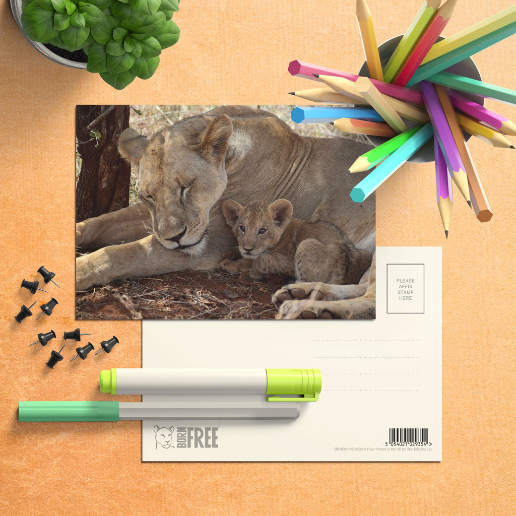 Lioness & Cub Postcard Pack of 8 Born Free Photography Born Free Shop